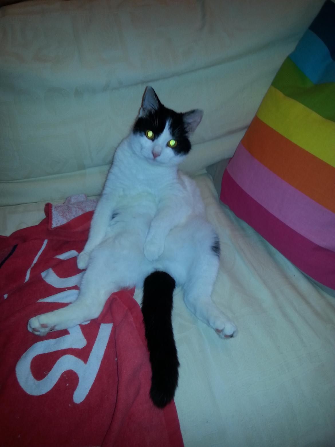 Huskat Speedy - januar 2015    tosse dyr billede 43