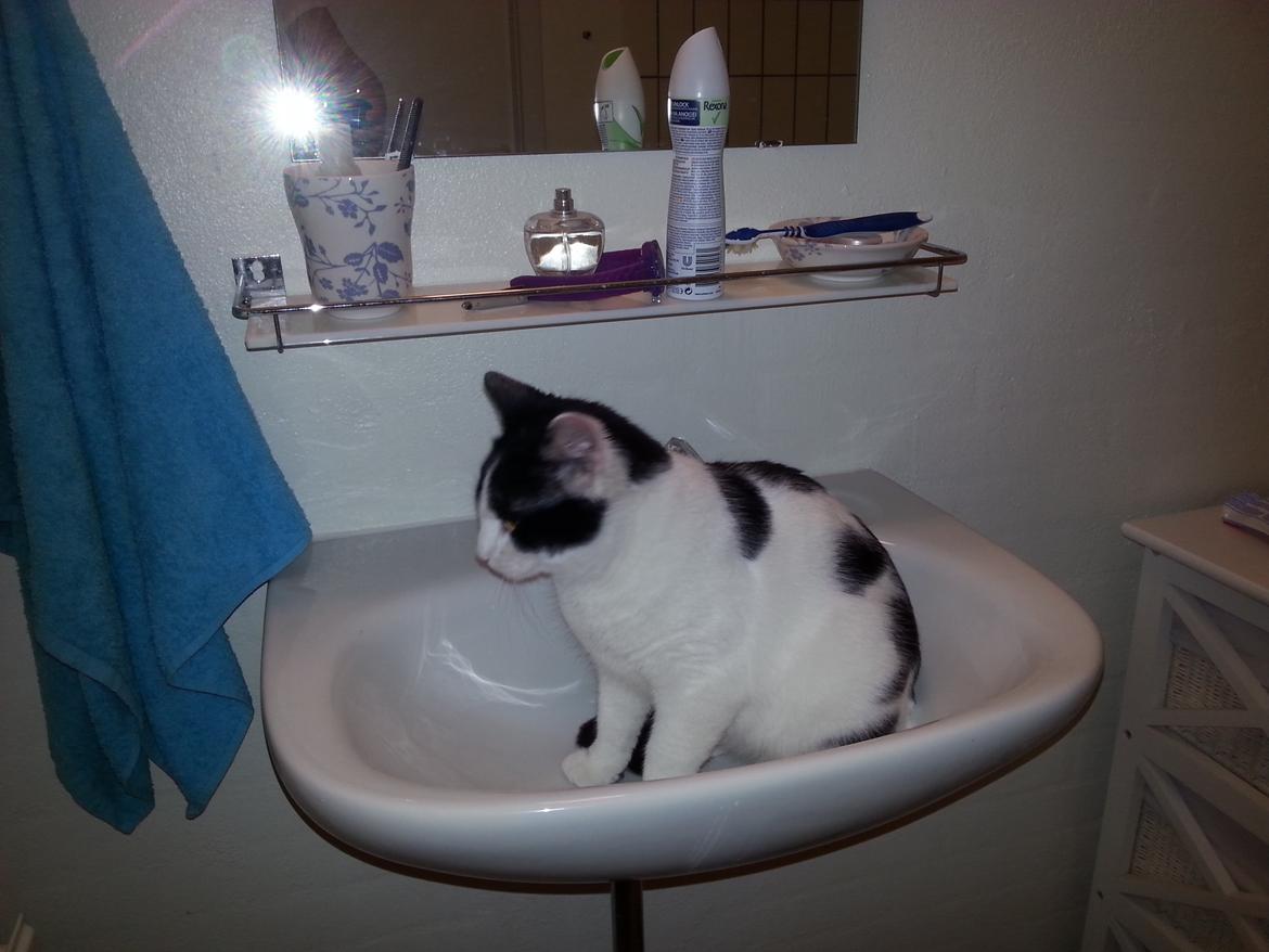 Huskat Speedy - januar 2015 billede 44