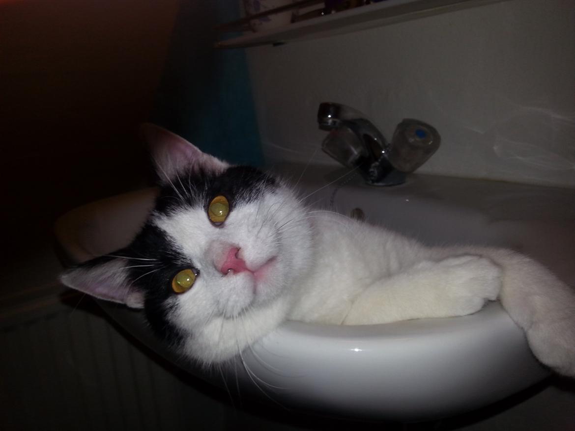 Huskat Speedy - speddy mus 10/1 2015 billede 1