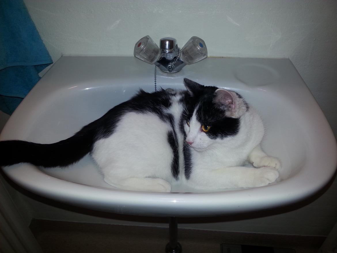 Huskat Speedy - januar 2015   MIN vask billede 45