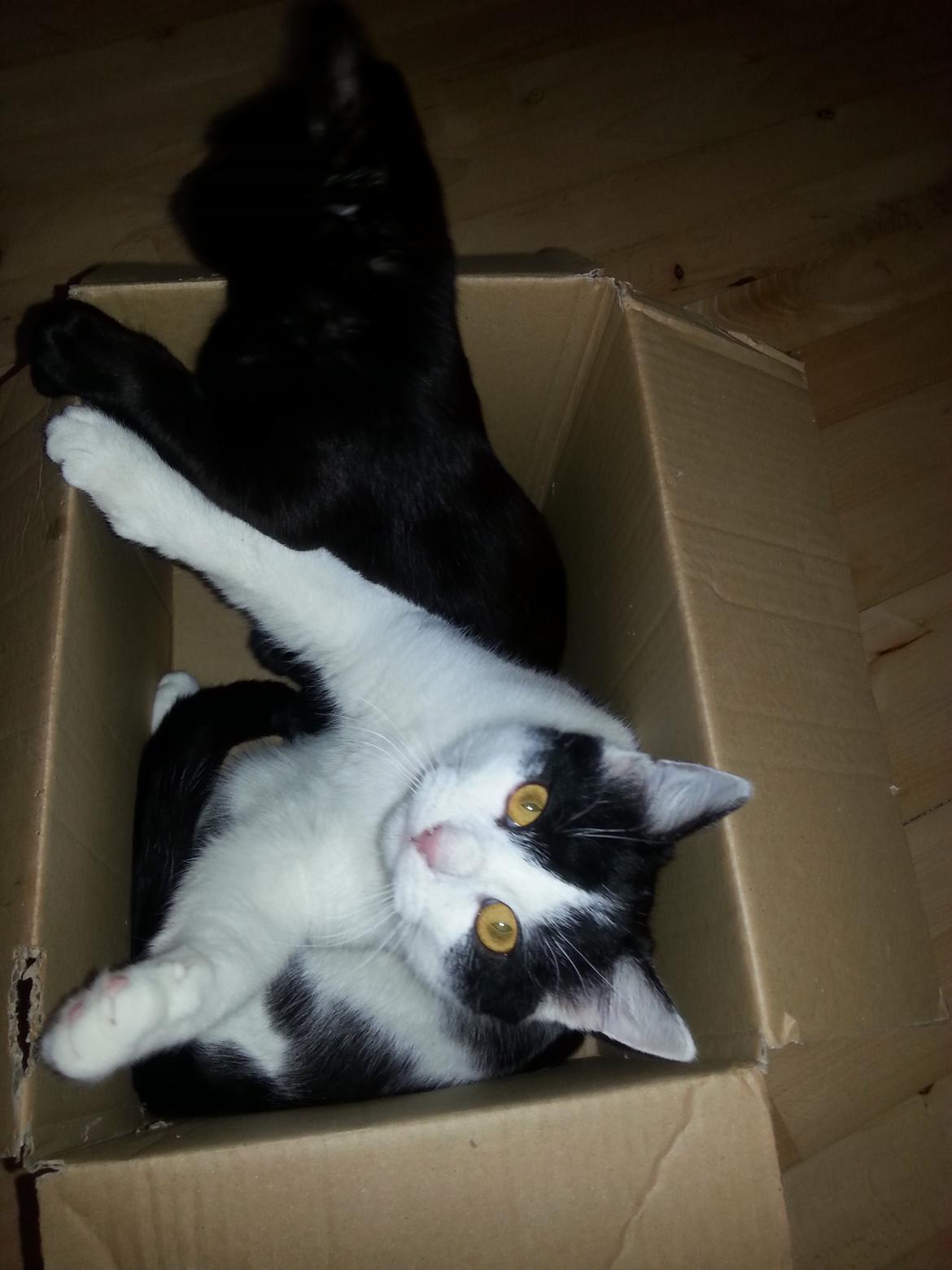 Huskat Speedy - januar 2015    jeg er lige her mor :) billede 46