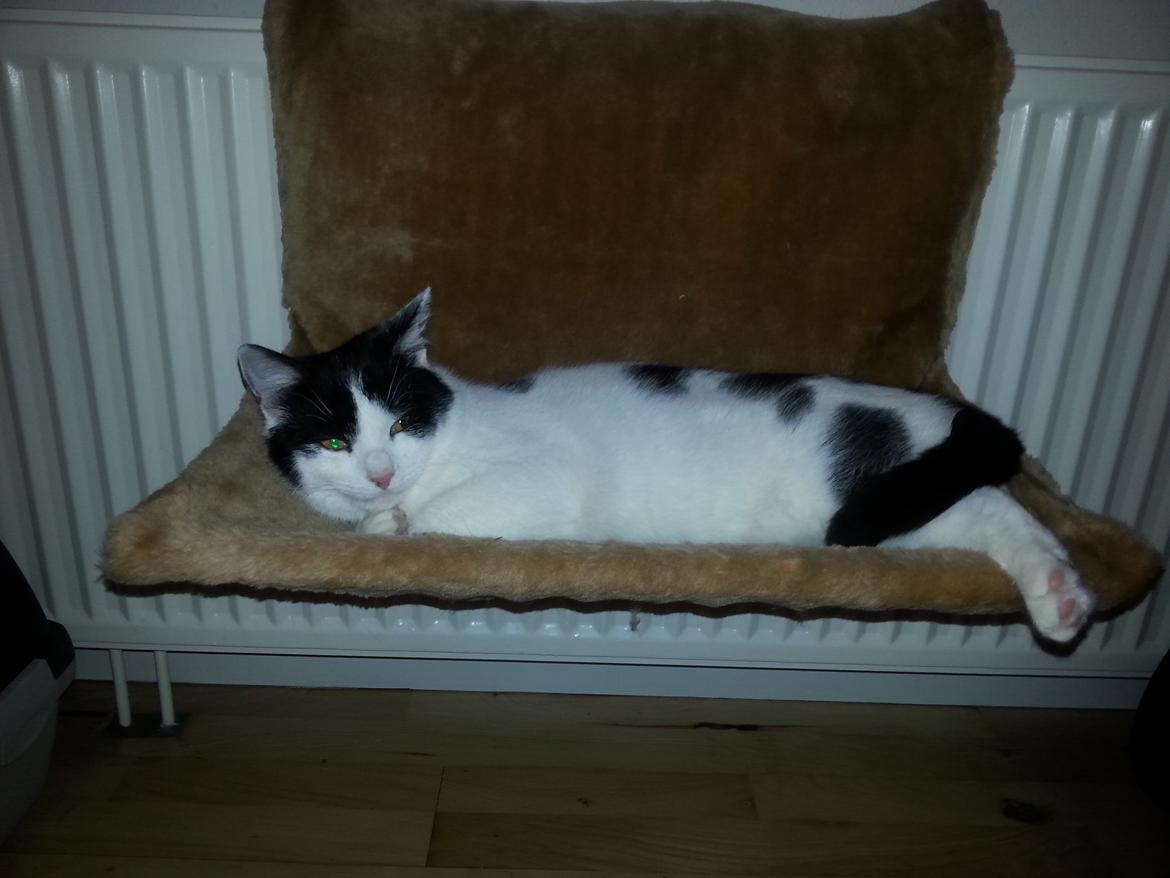 Huskat Speedy -  16 januar 2015  hånd være ved dyrlæge billede 47