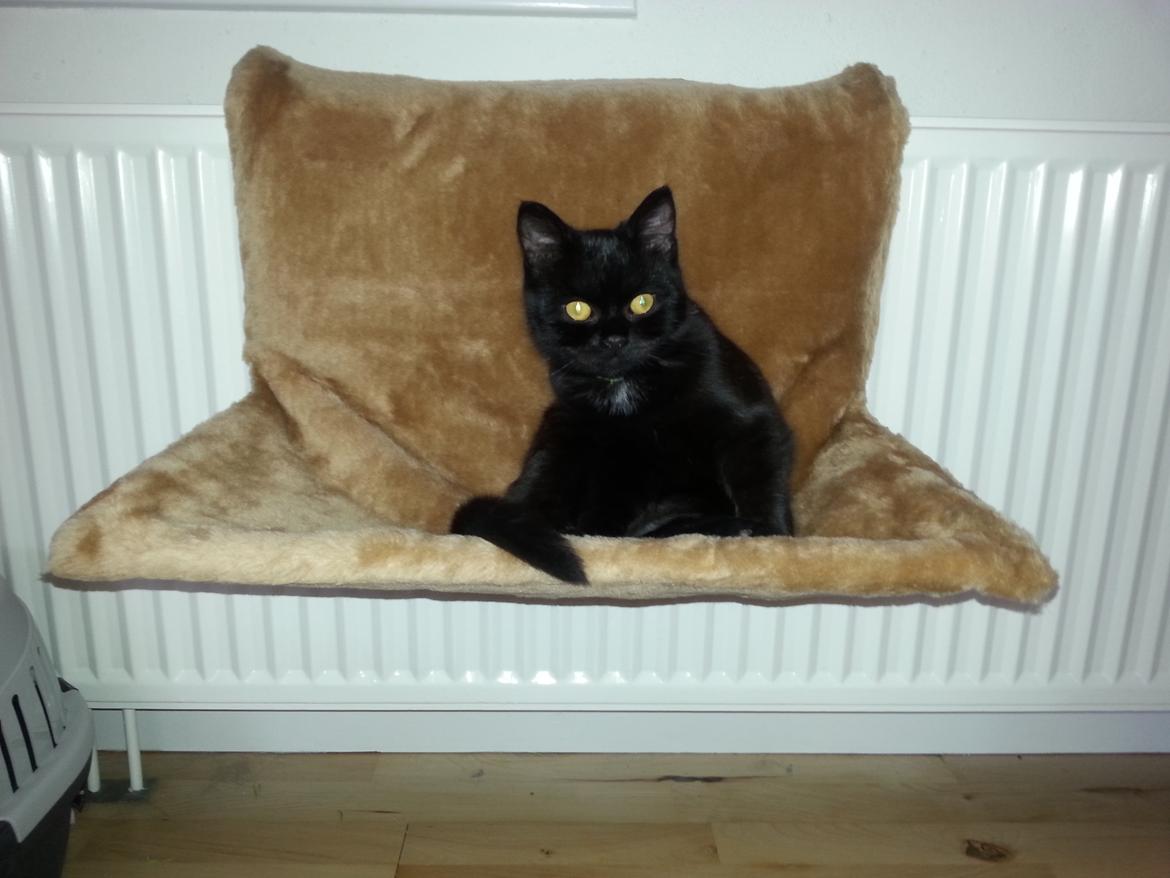 Huskat MY - januar 2015  i hans julegave :) billede 37