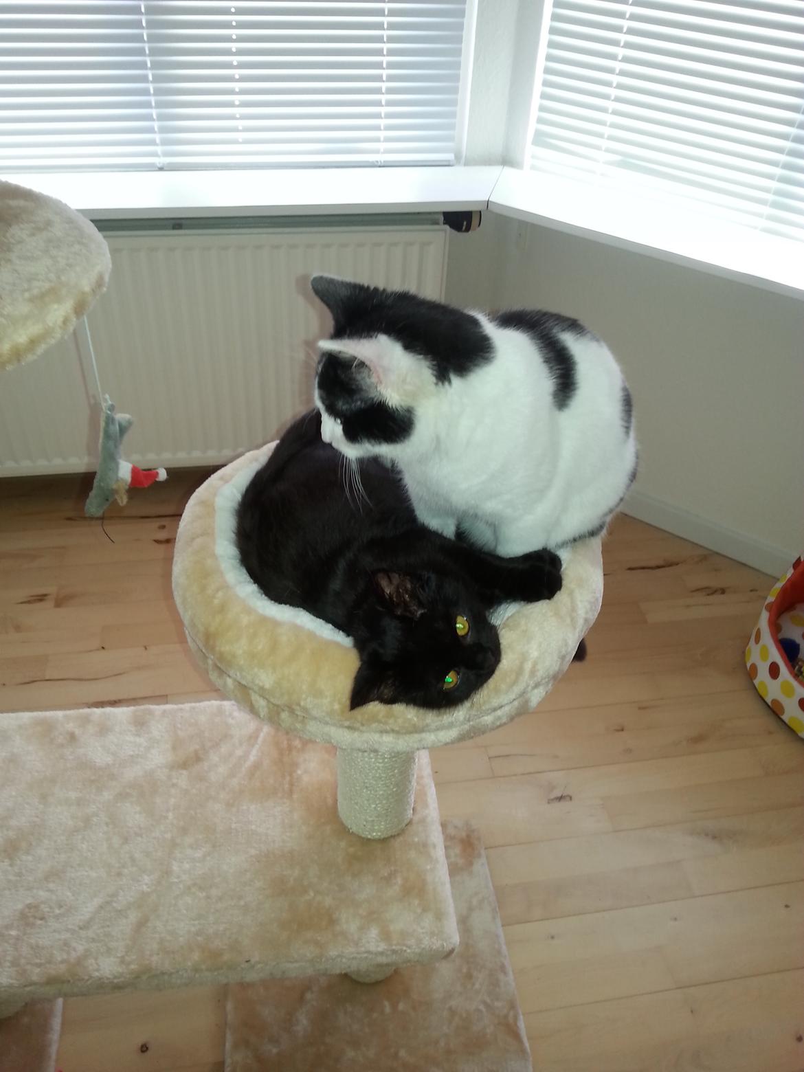 Huskat MY - januar 2015   storbror og lille bror i samme seng  billede 39