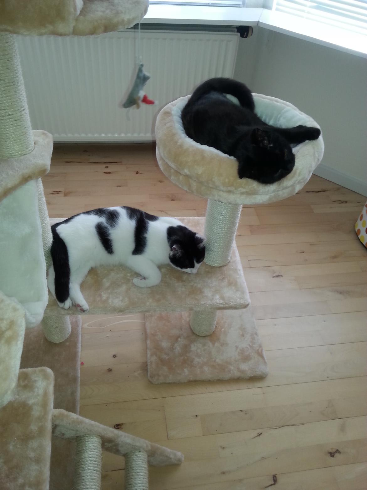 Huskat MY - januar 2015  dejlig drenge billede 40