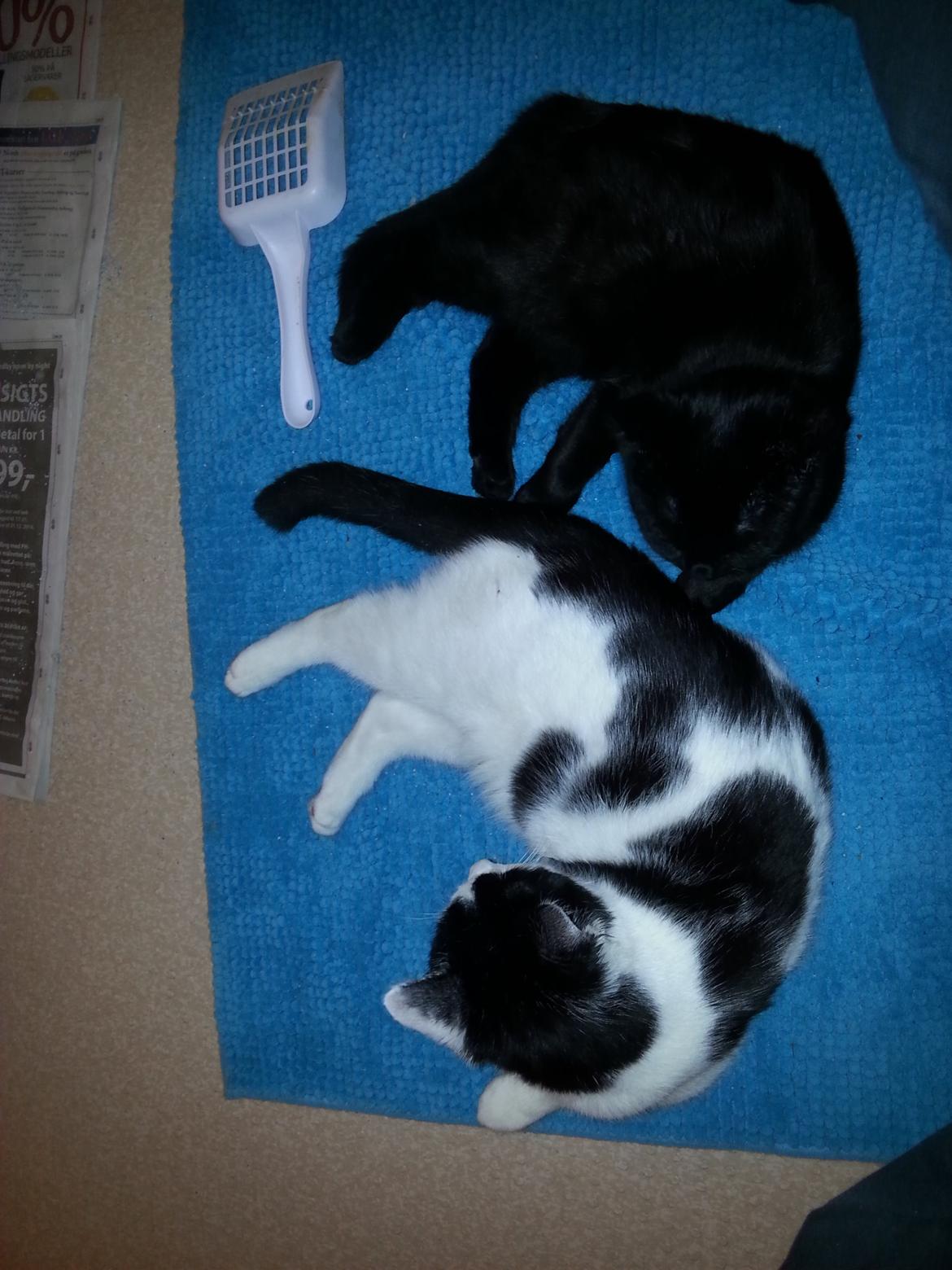 Huskat MY - januar 2015    kan rigtig se forskillig på dem billede 41