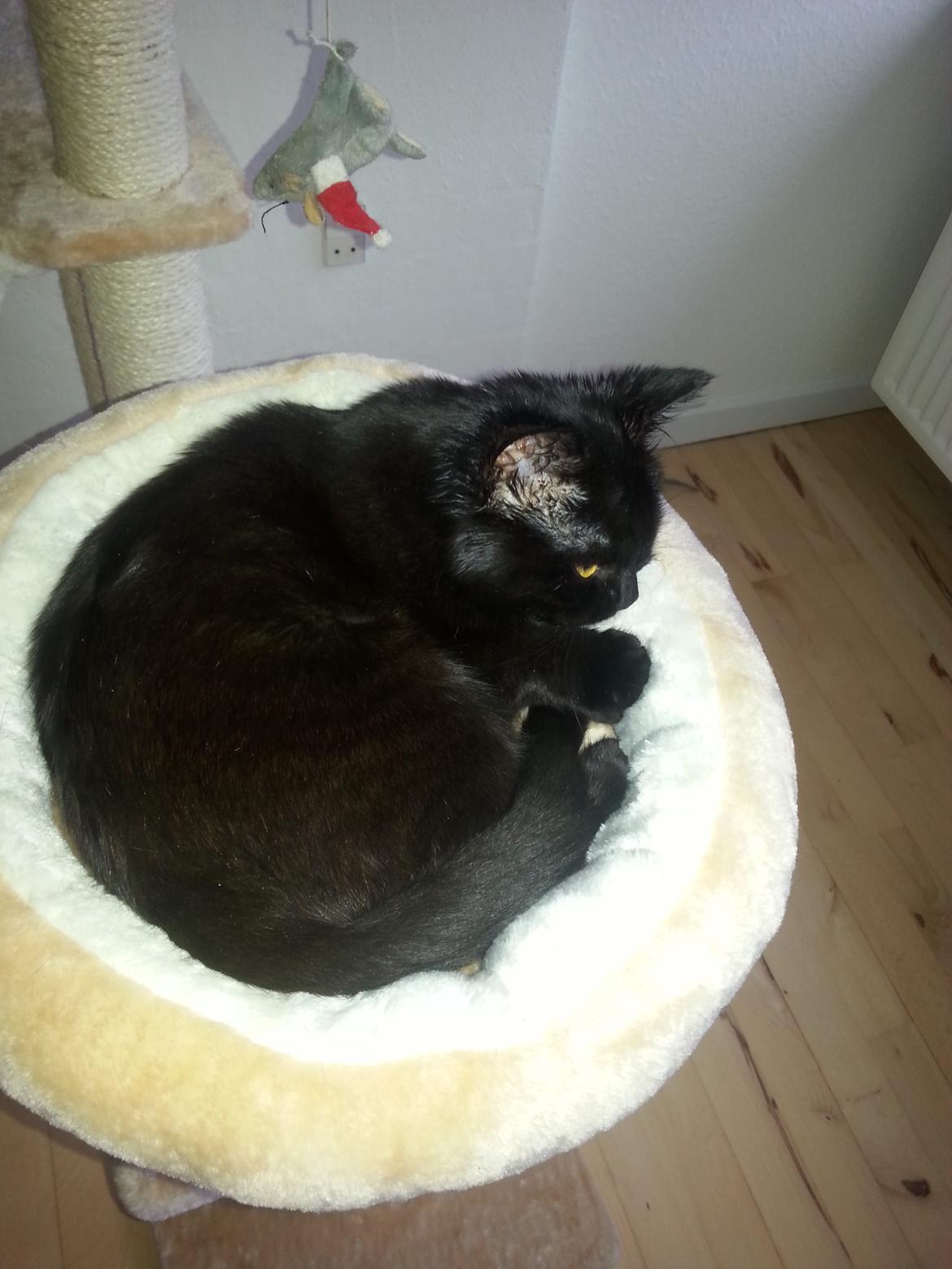 Huskat MY - januar 2015  hånd være ved dyrlæge sys my :) billede 42