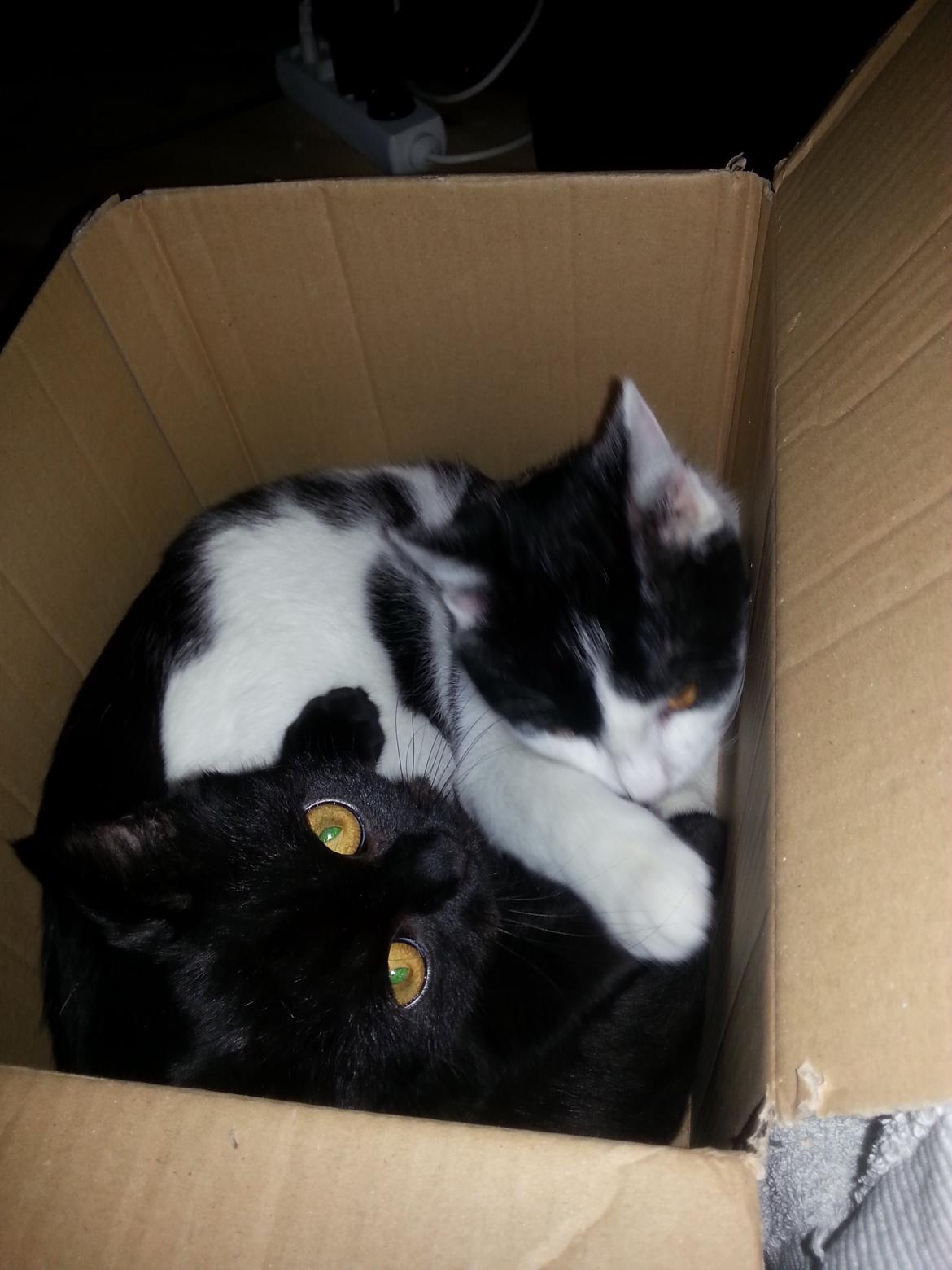 Huskat MY - januar 2015  se de gemleg i papkasse billede 43