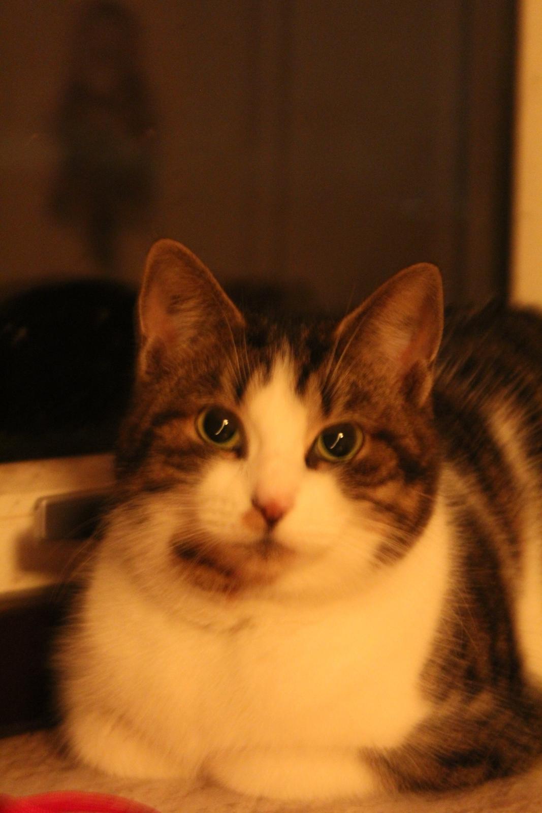 Huskat Trulle (Troels) billede 1