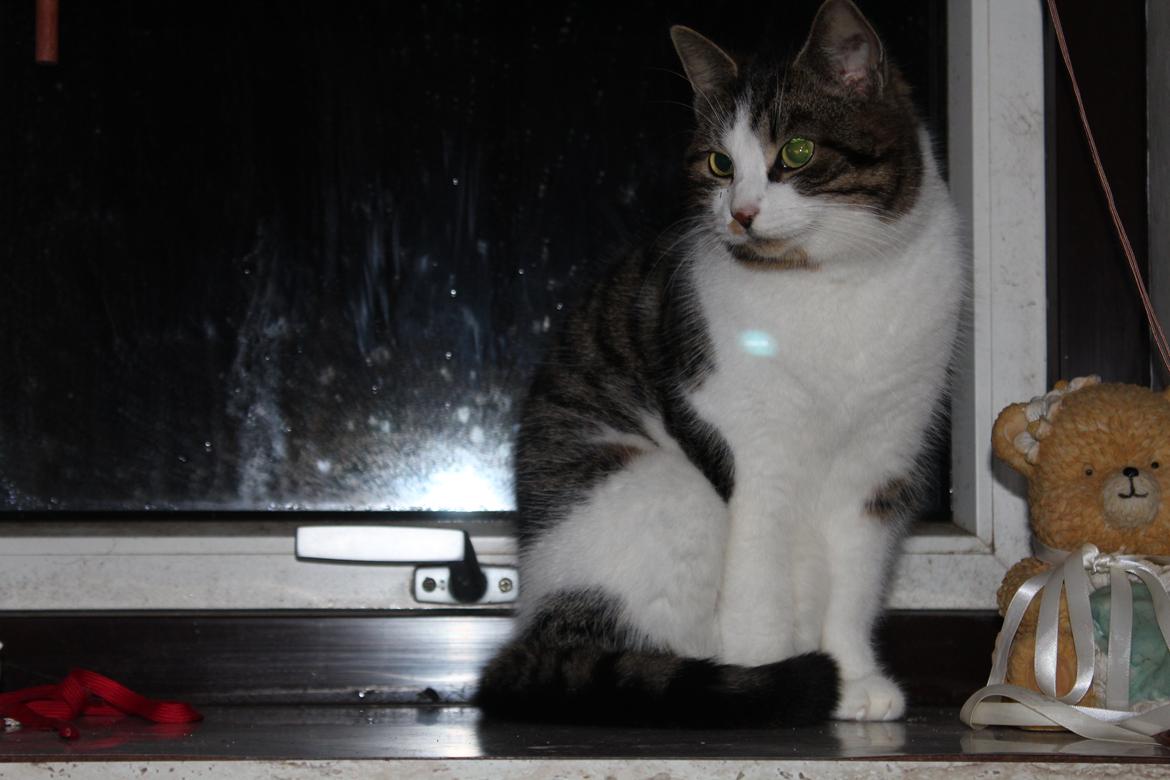 Huskat Trulle (Troels) billede 3