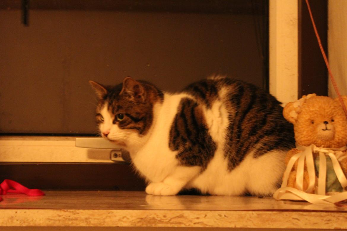 Huskat Trulle (Troels) billede 4