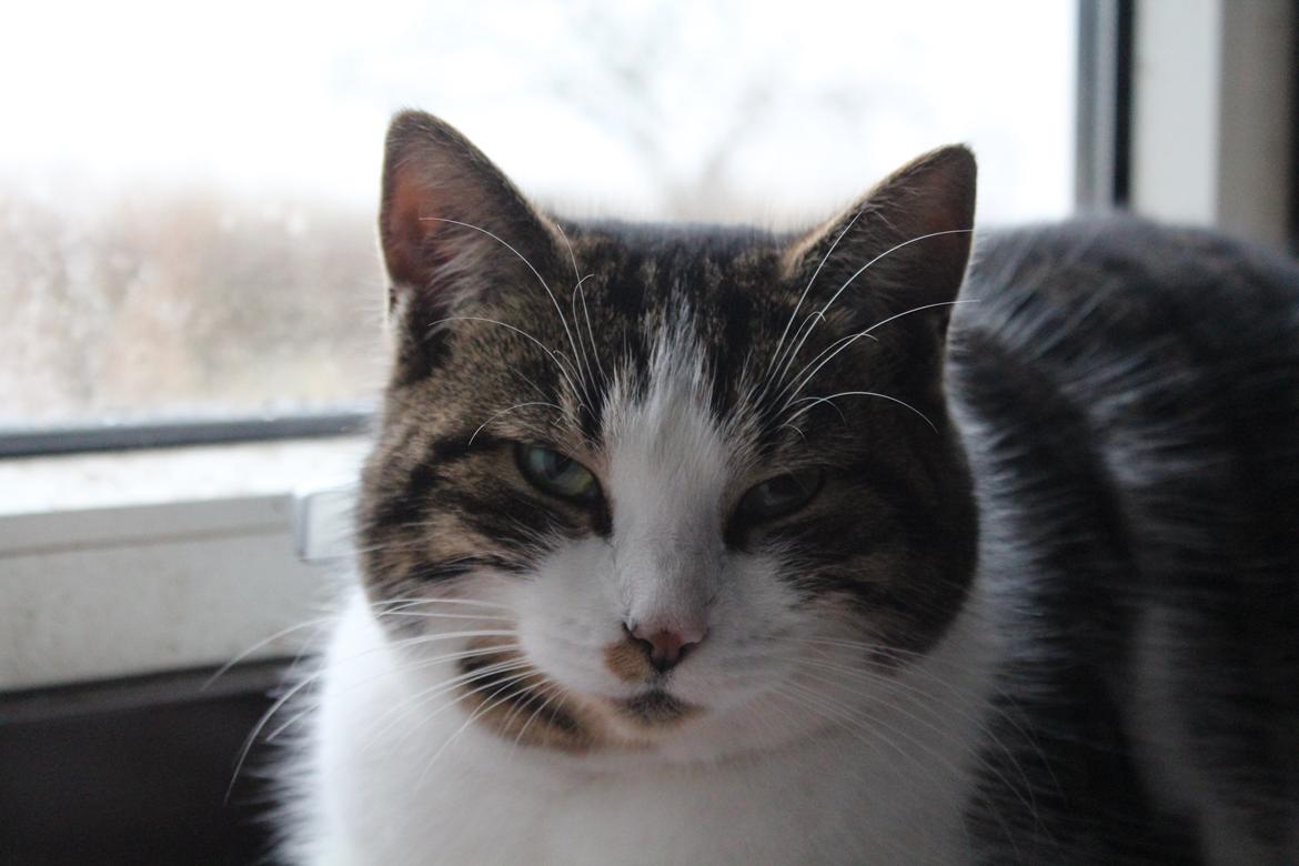 Huskat Trulle (Troels) billede 5