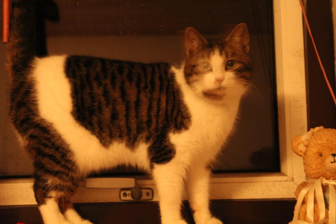 Huskat Trulle (Troels) billede 9