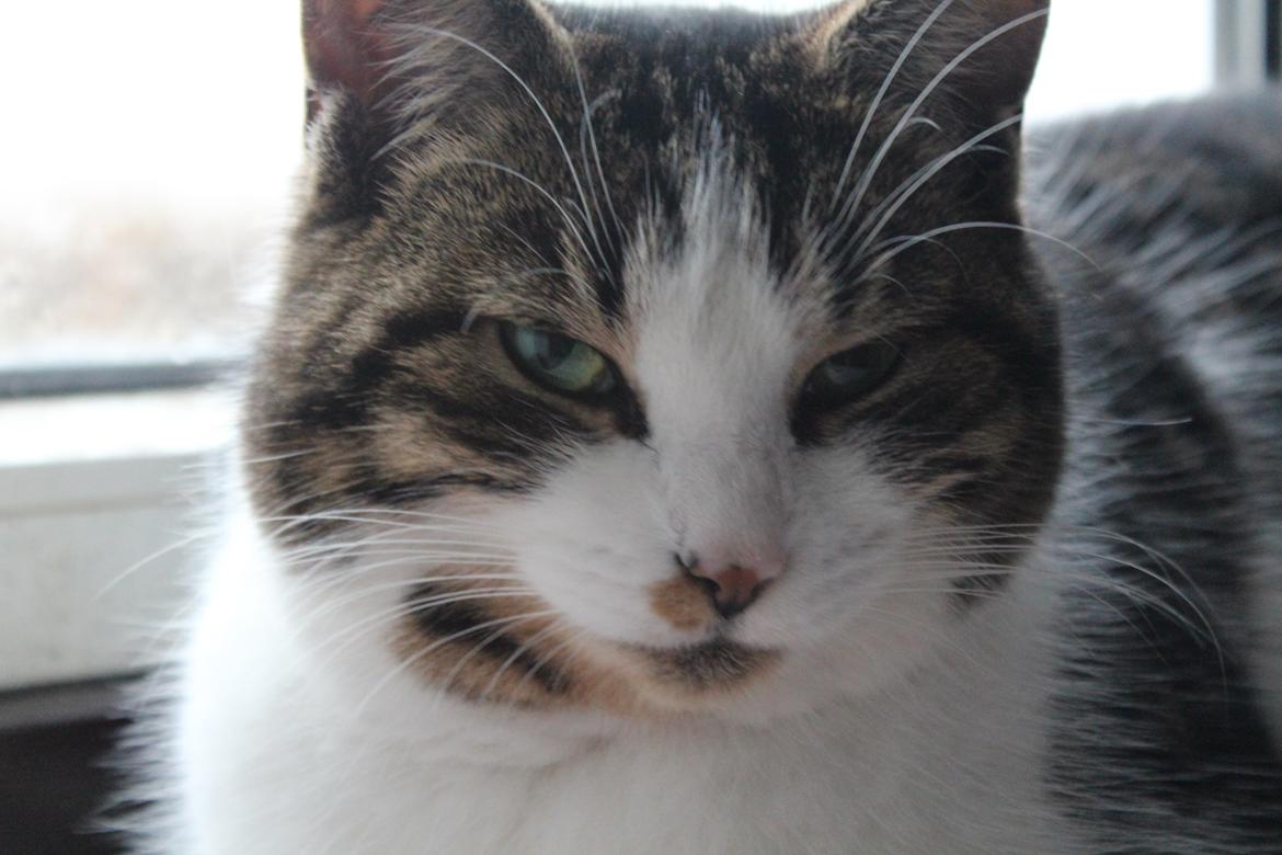 Huskat Trulle (Troels) billede 7