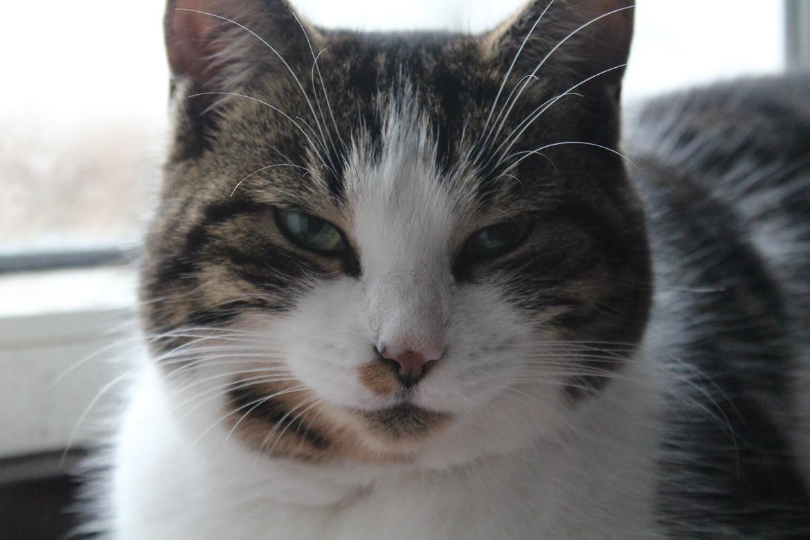 Huskat Trulle (Troels) billede 2