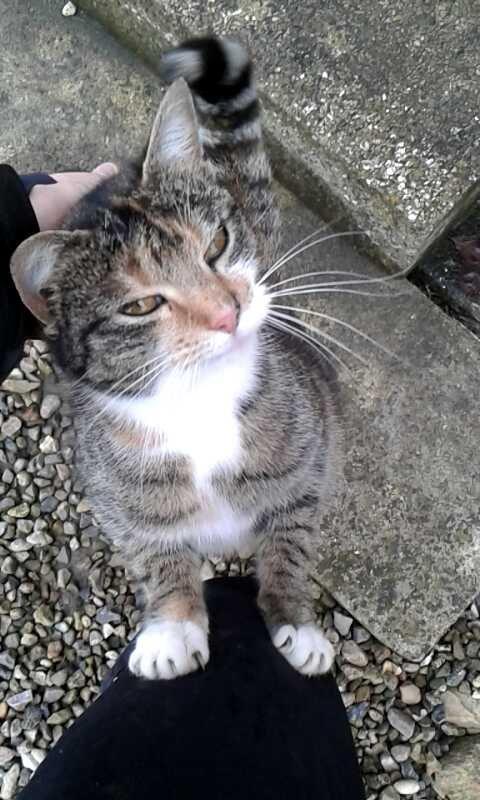 Huskat pus (mit et og alt) <3 - Elsker den kat  billede 42