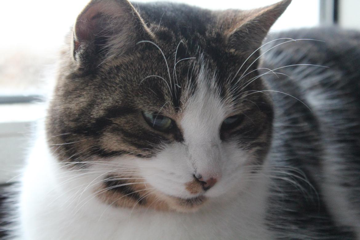 Huskat Trulle (Troels) billede 8