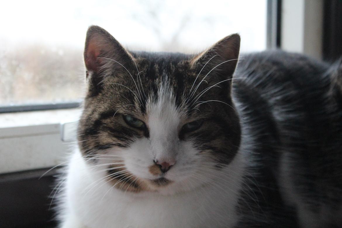 Huskat Trulle (Troels) billede 6