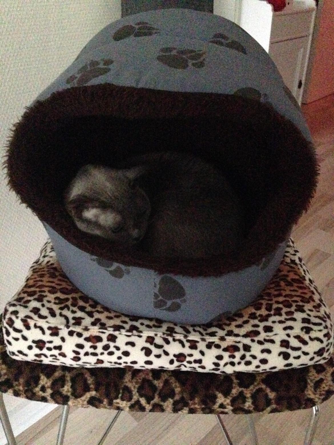 Burmeser Bamse billede 2