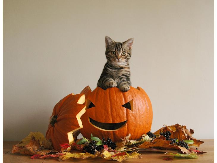 American Shorthair Fairy 4 U Ruby billede 1