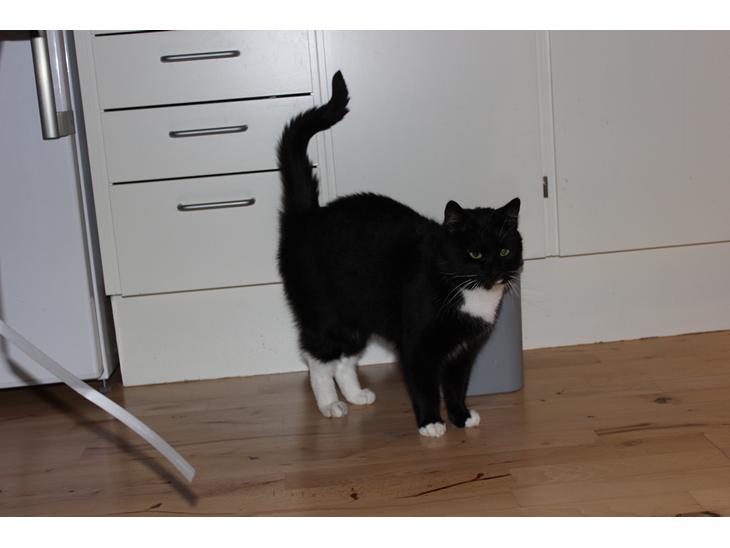 Huskat Olivar billede 1