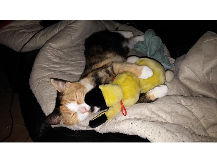 {{currentPhoto.altText}} billede {{currentPhoto.number}}