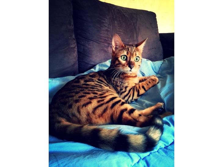 Bengal Conrad  billede 1