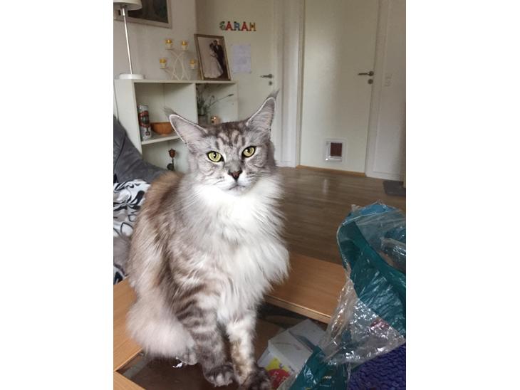 Maine Coon (Thor) Amistia Glowing Silver billede 1