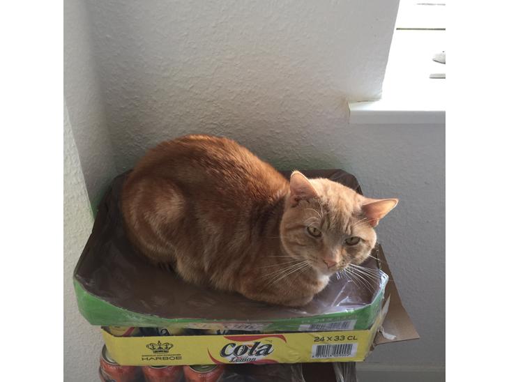 {{currentPhoto.altText}} billede {{currentPhoto.number}}