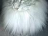 Maine Coon Liva