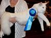 Maine Coon DK Proud Danish White Big Boy [Tidl. kat]