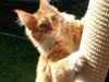 Maine Coon Obi wan kenobi