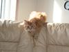 Maine Coon Pixie [ Himmelkat]