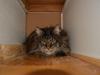 Maine Coon Basse 