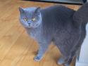 British Shorthair La Chatte Duchesse - RIP i dag D. 20/11 18