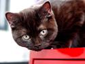 British Shorthair Kako