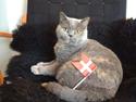 British Shorthair Peggy Zhou In Concert