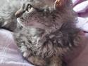 Munchkin Lille Kat