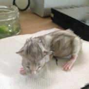 Maine Coon Valbjerggaard's Gandhi