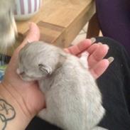 Maine Coon Valbjerggaard's Gandhi