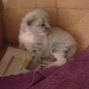 Maine Coon Valbjerggaard's Gandhi