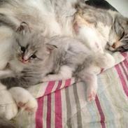 Maine Coon Valbjerggaard's Gandhi