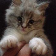 Maine Coon Valbjerggaard's Gandhi