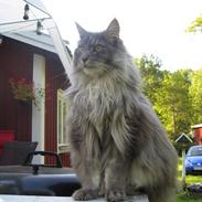 Maine Coon Aslan ( Captiva )