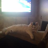 Blanding af racer Maincoon/norsk skovkat