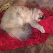 Blanding af racer Maincoon/norsk skovkat