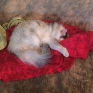 Blanding af racer Maincoon/norsk skovkat