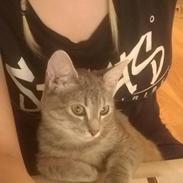 Huskat Rosenstand Feline