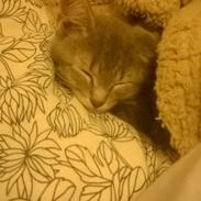 Huskat Rosenstand Feline