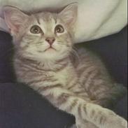 Huskat Rosenstand Feline